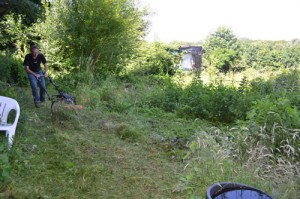 Allotment plot being cleared with MD Wheeled Trimmer