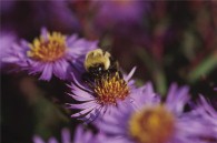 Brits advised on gardening for bees
    