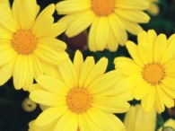 Be inspired by the Olympics and plant a yellow garden
    