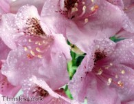 Rhododendron Show combines with Magnolia Show
    