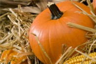 Largest known pumpkin is big news
    
