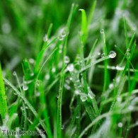 long wet grass