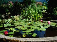 Are you taking care of your pond?
    