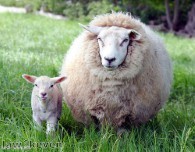 Pressure group calls on govt to use sheep to cut grass
    