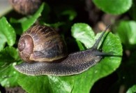 Slugs and snails voted top garden enemies again
    