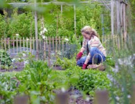 Gardening jobs for June
    