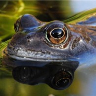 The ecological benefits of a garden pond
    