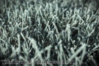 How to repair frost damage on your lawn
    