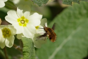 Primrose with a Bee-fly. A what-the-who? 