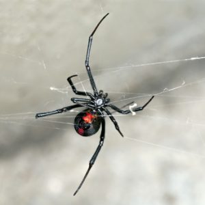 Redback - NOT a battery Powered Lawnmower!