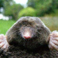 Mole explosion "a national problem" for gardeners