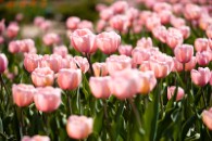 Tulips 'are best planted in winter'