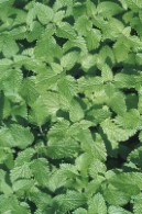 Chervil 'can look very pretty in a garden'