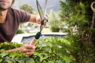 Prepare for freezing weather by pruning in January