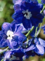 Delphiniums and lupins 'worth the effort to grow'