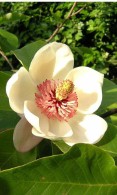 Prune and trim Magnolias to keep them in shape