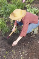 Ensure soil is rich when growing veg