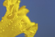 Daffodils 'were garden show highlight'