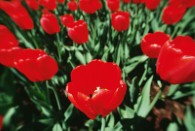 May sunshine 'gave tulips a boost'