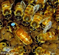 1 in 3 bees didn't survive the winter