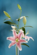 Lilies 'can be easy to grow'