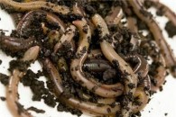 New research shows earthworms' hardiness