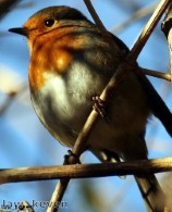 Specially designed habitats 'more likely to attract birds'