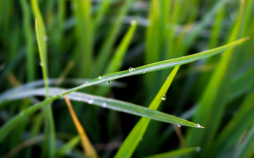 93948793 - a dew drops on a green paddy grass in the morning