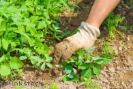 How to keep your garden weed-free