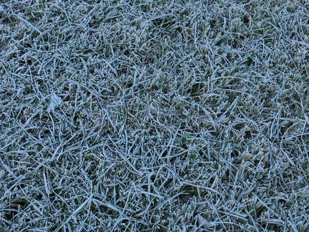 lawn and frost