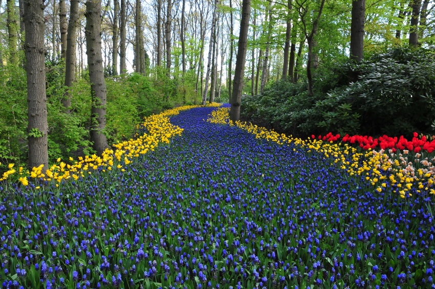 Purple River Keukenhof ornamental garden also known as the Garden of Europe, is one of the world's largest flower gardens. The most beautiful spring garden in the world with more than 7 million tulips