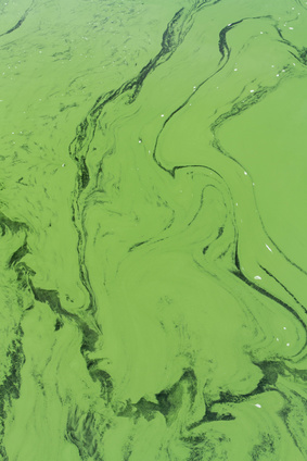 blue-green algae or Cyanophyta from above