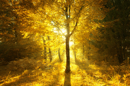 Magical sunny light in golden color autumn season forest landscape. Beautiful sunny bright forest tree with gold colored leaves.