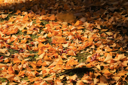 Ginkgo trees yellow leaves at eikan-do zenrin-ji