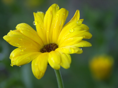 yellow flower with water drops - spring rain