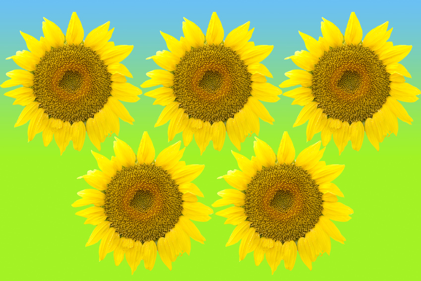Five large and bright sunflowers isolated on background flag.