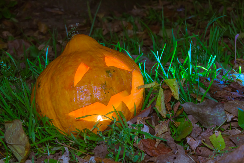 Jack-o-lantern in the grass with fallen leaves