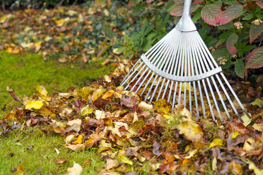 Rake next to pile of fallen autumn leaves on green garden lawn, shallow depth of field