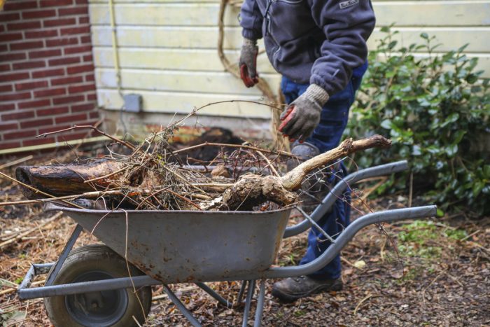 Gardener pruning and taking roots out of earth into wheelbarrow