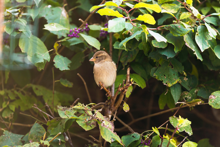 Female house sparrow perched on twig in hedge.