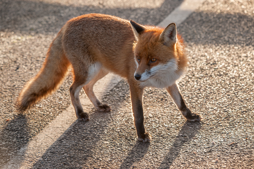 Fox in car park