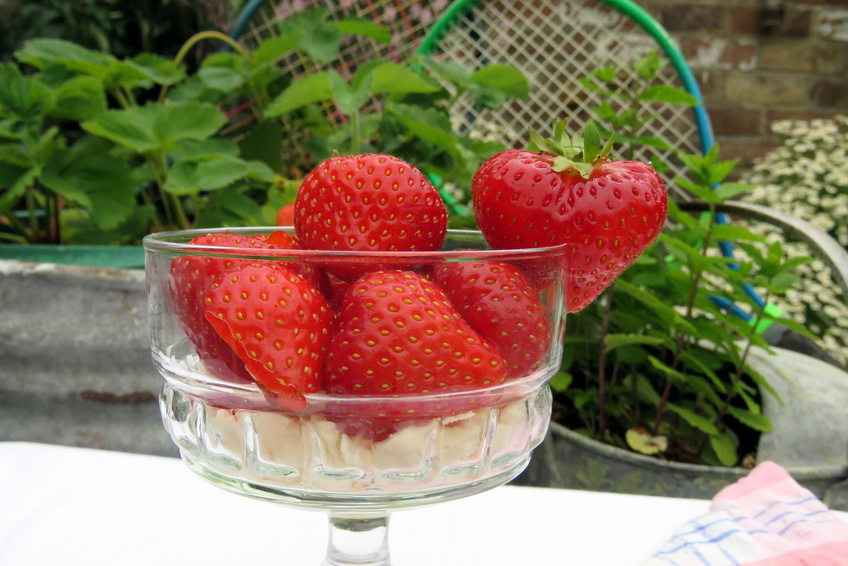 A bowl of strawberries and cream in front of a tub of strawberry plants and a mint plant  with tennis rackets in the background.