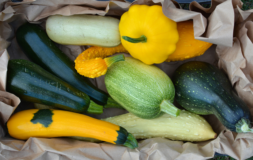 Different kinds of summer squash