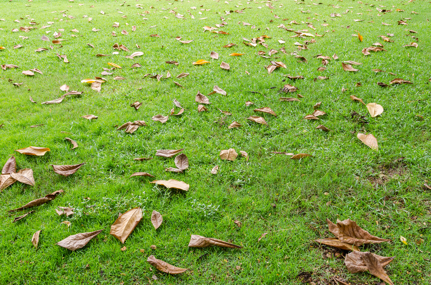 Fallen leaves on the grass meadow