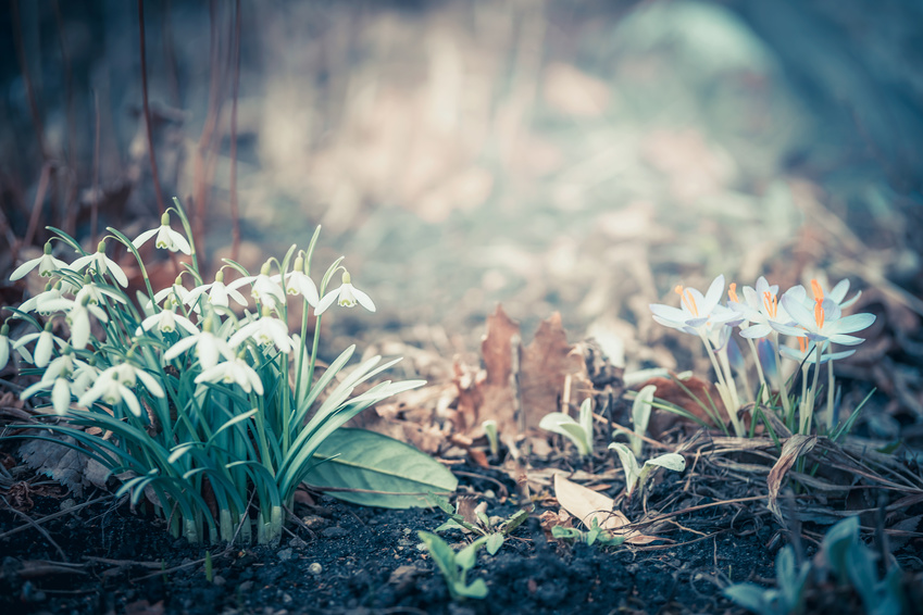 Spring landscape with snowdrops and  crocuses flowers, outdoor springtime nature in garden or park