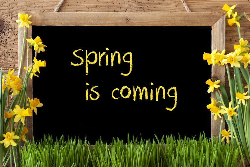 Blackboard With English Text Spring Is Coming. Spring Flowers Nacissus Or Daffodil With Grass. Rustic Aged Wooden Background.