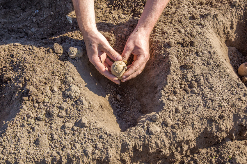 Hand planting potato tuber into the ground.