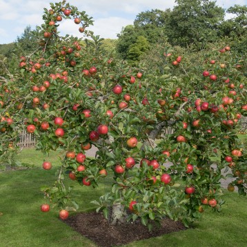 apple-tree-358x358