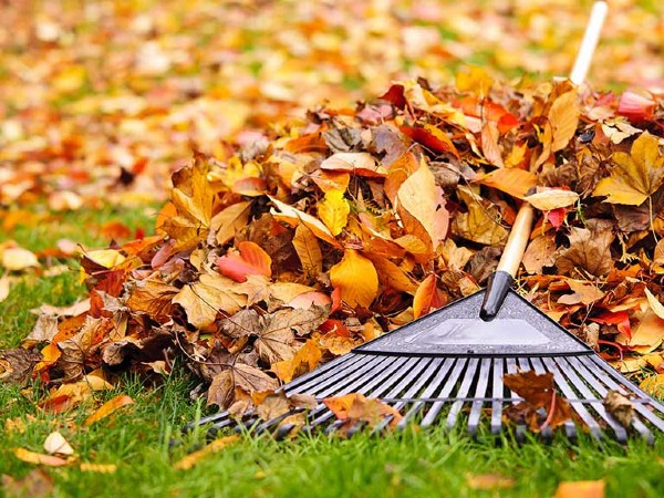 AUTUMN_LAWN_FEATURED_IMAGE