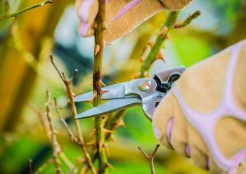 A pair a secateurs in action.